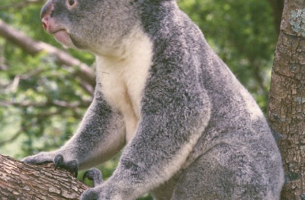 Koala