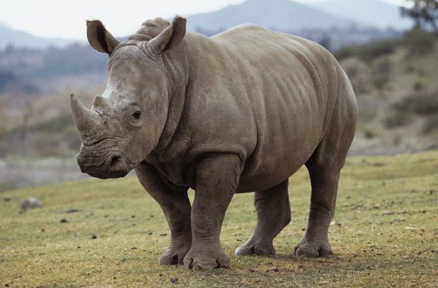 Rinoceronte-bianco