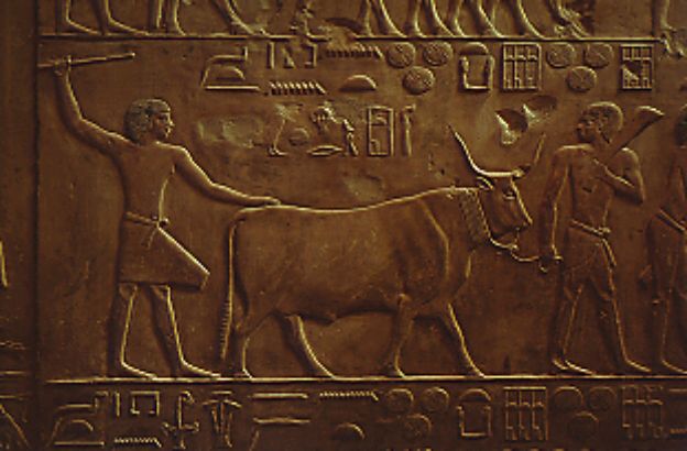 bue-portato-al-mercato