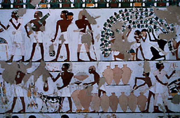 tebe-raccolta-del-vino