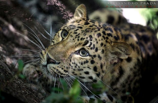 leopardo