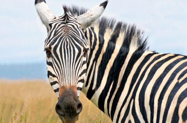 zebra