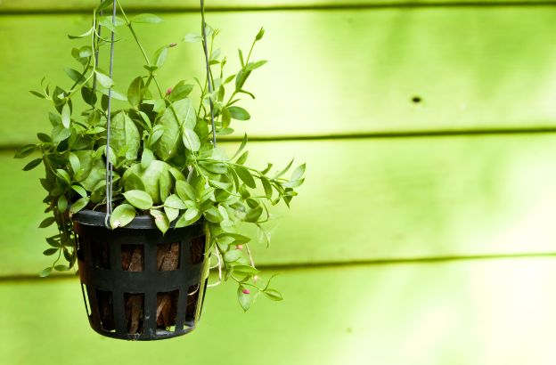 agricoltura-urbana-pensili