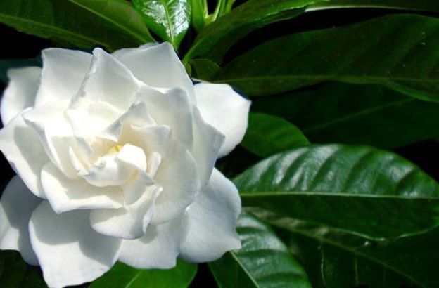 gardenia