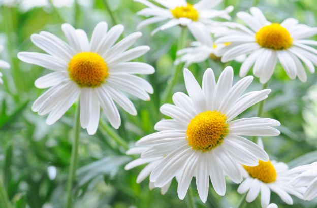 margherite-primavera