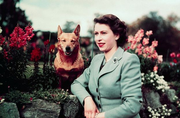 regina-elisabetta-corgi