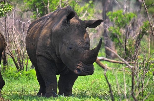 rinoceronte-nero-alimentazione