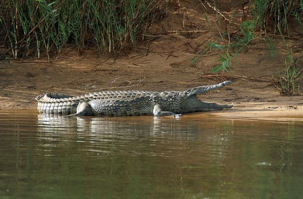 coccodrillo-nilo-2