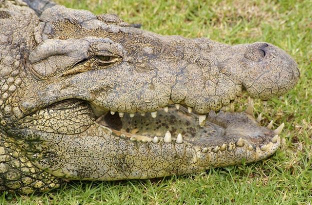 coccodrillo-nilo-4