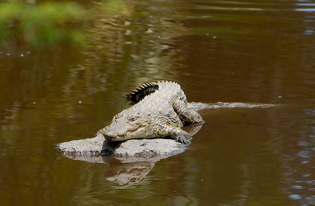 coccodrillo-nilo-5