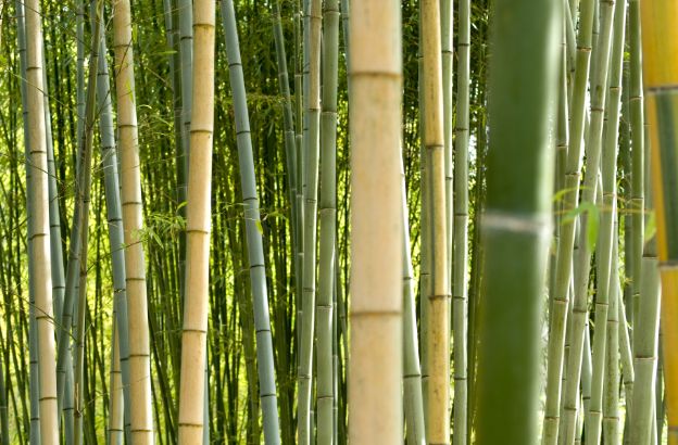 bamboo