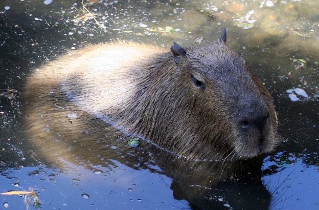 capibara