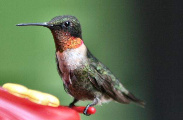 colibri