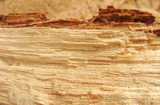 foreste-pietrificate