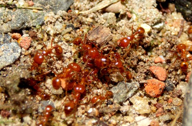 formica-rossa