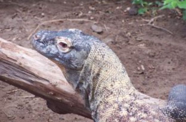 komodo_dragon