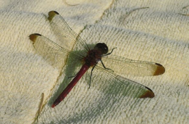 libellula