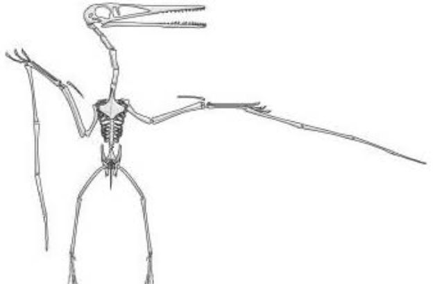 pterodattilo1
