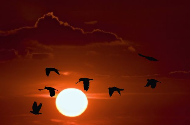stormo-uccelli
