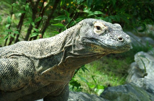 varano-komodo