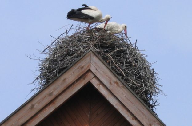 cicogne-nido