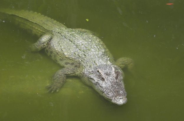 coccodrillo