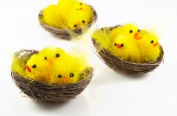 pasqua-pulcini