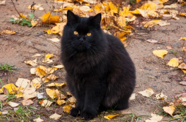 gatto-nero