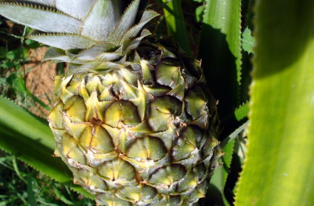 ananas