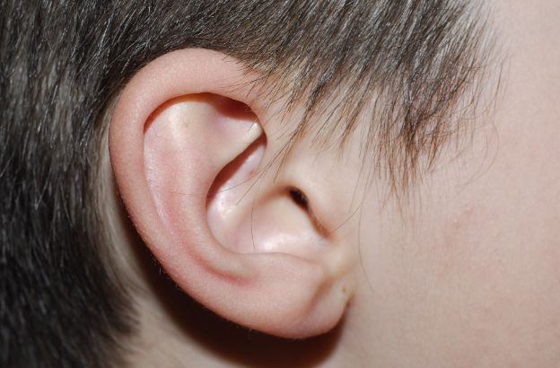 orecchio