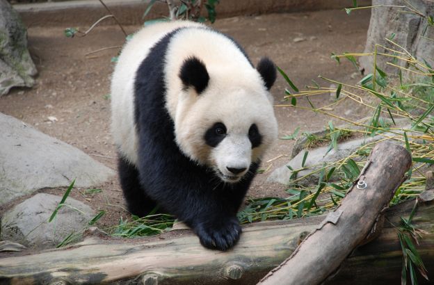 panda