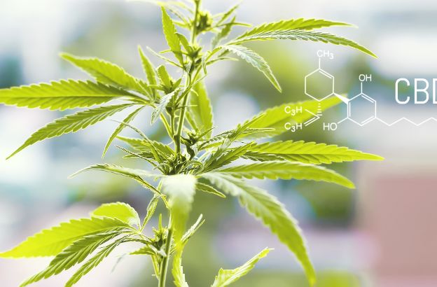 CBD.jpg