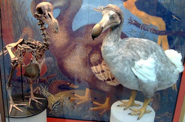 dodo.jpg