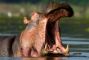 ippopotamo