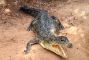 coccodrillo-sopravvivenza-dinosauri