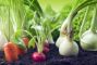 prodotti-bio-verdure