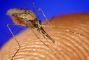 malaria