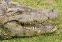 coccodrillo-nilo-4
