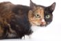 gatto3