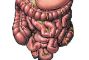 intestino
