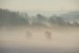 nebbia