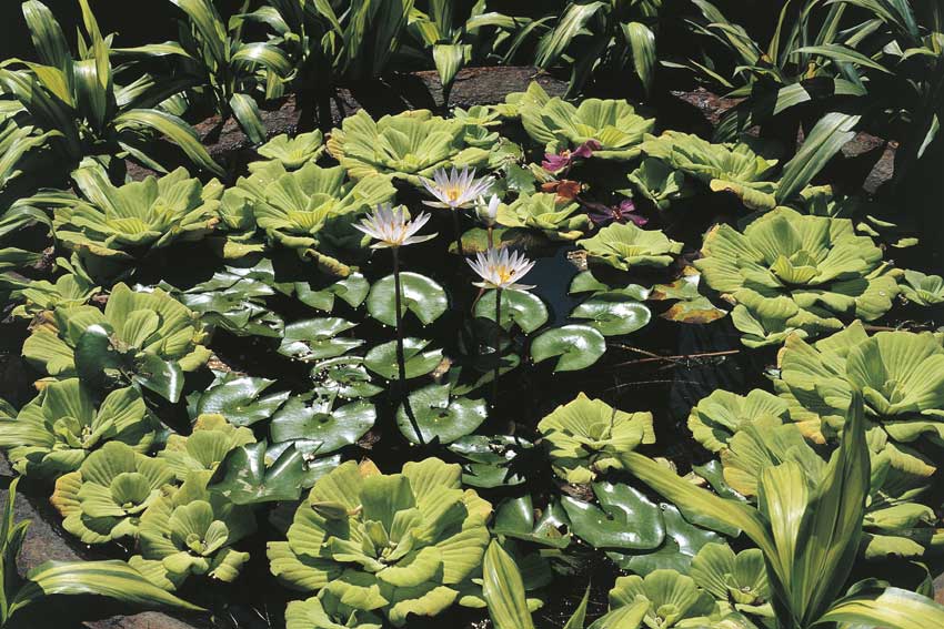 Ninfee Piante delle famiglie Aracee e Ninfeacee, del tipo Pistia Stratiotes e Nymphaea Lotus.
© De Agostini Picture Library.