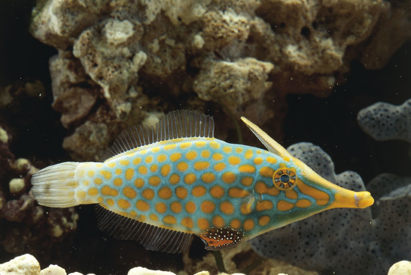 Pesce lima dal rostro Immagine del Pesce lima dal rostro, proveniente dalla zona indopacifica, di colore grigio-azzurro con macchie arancioni.
© De Agostini Picture Library.