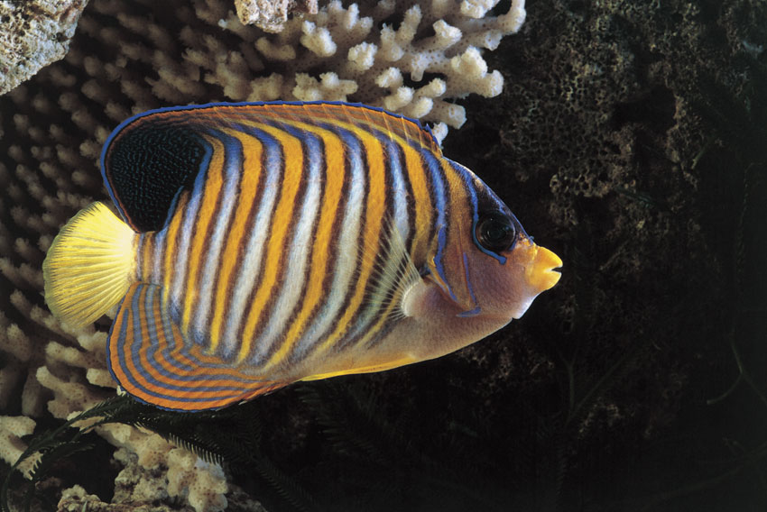 Pygoplites Diacanthus Esemplare di Pygoplites Diacanthus, un pesce dal corpo giallo-arancione, con strisce trasversali azzurro chiaro orlate di scuro.
© De Agostini Picture Library.