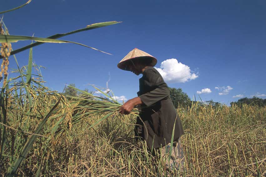 Laos, contadino nella risaia Laos - Dintorni di Vientiane (Viangchan), contadino mentre raccoglie il riso.
© De Agostini Picture Library