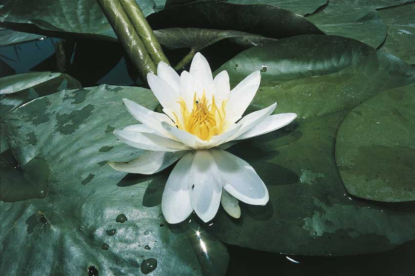 Ninfea bianca Fiore di ninfea bianca (ninfea alba).
© De Agostini Picture Library.