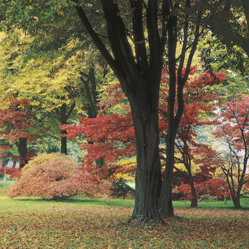 Le foglie caduche simbolo di decadenza La stagione autunnale in senso figurativo indica l'epoca della vita umana o di una fase storica che ne segna la decadenza e prelude la fine.