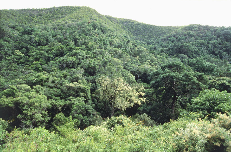 Tsitsikamma National Park in Sudafica Il parco si trova sul confine orientale della Garden Route ed è caratterizzato da foreste lussureggianti, coste rocciose e magnifiche spiagge. È possibile osservare delfini, marsuini, foche del Capo, balene, cormorani, sure e i timidi narina-trogon.