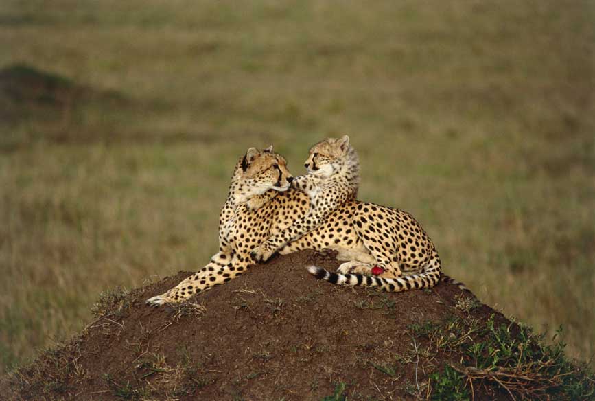 Ghepardo Mamma ghepardo con il suo cucciolo (Acinonyx jubatus). Fotografati nella riserva faunistica di Masai Mara in Kenya.
De Agostini Picture Library
