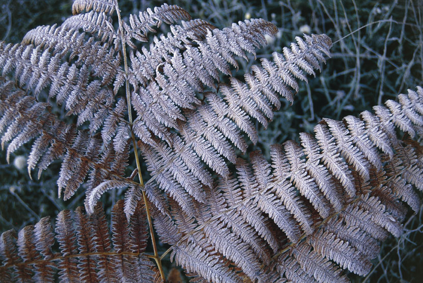 Foglia di felce con galaverna 